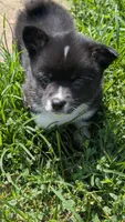 Sam, a female Pembroke Welsh Corgi for sale in Carthage, MO – 3 of 4