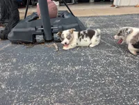Cass, a male Pembroke Welsh Corgi for sale in Carthage, MO – 6 of 6
