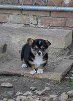 Dannie, a female Pembroke Welsh Corgi for sale in Carthage, MO – 3 of 4