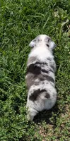 Charlie, a male Pembroke Welsh Corgi for sale in Carthage, MO – 2 of 5