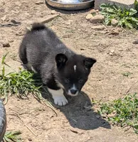 Sam, a female Pembroke Welsh Corgi for sale in Carthage, MO – 2 of 4