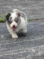 Cass, a male Pembroke Welsh Corgi for sale in Carthage, MO – 4 of 6