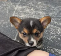 Dannie, a female Pembroke Welsh Corgi for sale in Carthage, MO – 4 of 4