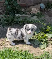 Charlie, a male Pembroke Welsh Corgi for sale in Carthage, MO – 5 of 5
