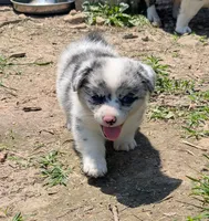 Charlie, a male Pembroke Welsh Corgi for sale in Carthage, MO – 3 of 5