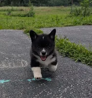 Sam, a female Pembroke Welsh Corgi for sale in Carthage, MO – 1 of 4