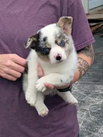 Cass, a male Pembroke Welsh Corgi for sale in Carthage, MO – 2 of 6
