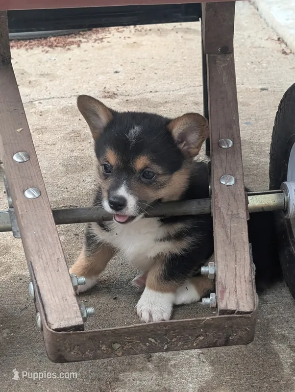 Dannie – Pembroke Welsh Corgi puppy for sale in Carthage, MO