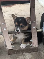 Dannie, a female Pembroke Welsh Corgi for sale in Carthage, MO – 1 of 4