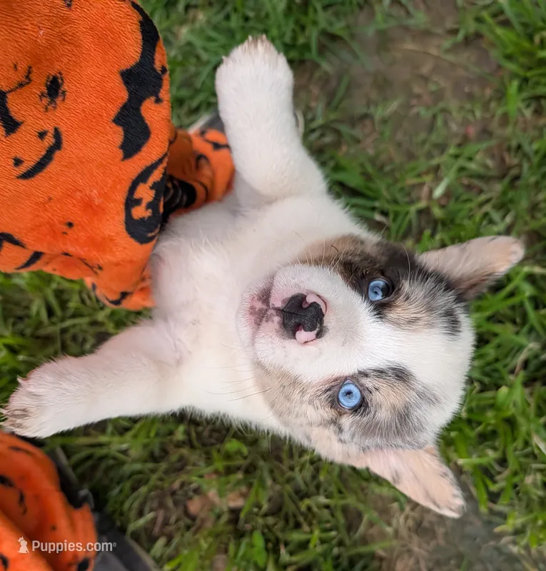 Cass – Pembroke Welsh Corgi puppy for sale in Carthage, MO