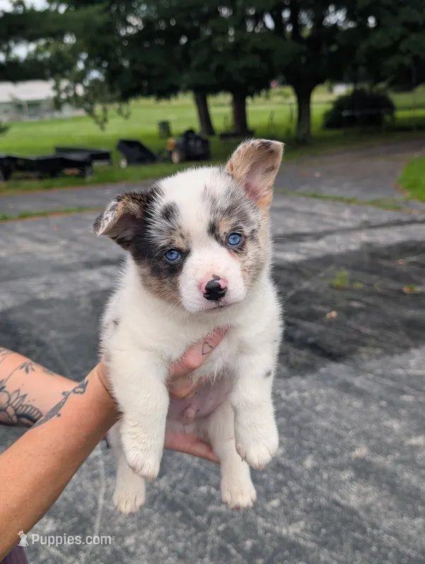Cass – Pembroke Welsh Corgi puppy for sale in Carthage, MO