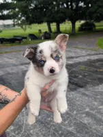 Cass, a male Pembroke Welsh Corgi for sale in Carthage, MO – 1 of 6