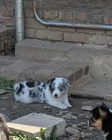 Cass, a male Pembroke Welsh Corgi for sale in Carthage, MO – 5 of 6