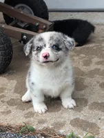 Charlie, a male Pembroke Welsh Corgi for sale in Carthage, MO – 4 of 5