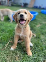 Green collar, a female Golden Retriever and Labrador Retriever for sale in Mcminnville, OR – 2 of 5