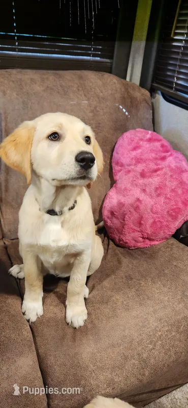 Pink collar – Golden Retriever, Labrador Retriever puppy for sale in Mcminnville, OR
