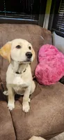 Pink collar, a female Golden Retriever and Labrador Retriever for sale in Mcminnville, OR – 1 of 5