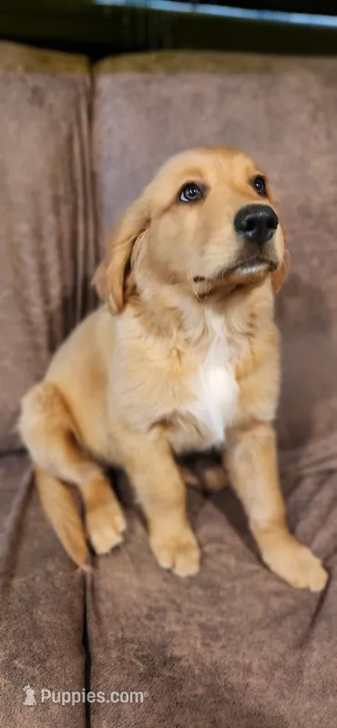 Black Collar – Golden Retriever, Labrador Retriever puppy for sale in Mcminnville, OR