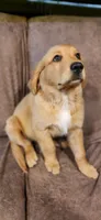 Black Collar, a male Golden Retriever and Labrador Retriever for sale in Mcminnville, OR – 1 of 3