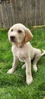 Pink collar, a female Golden Retriever and Labrador Retriever for sale in Mcminnville, OR – 2 of 5