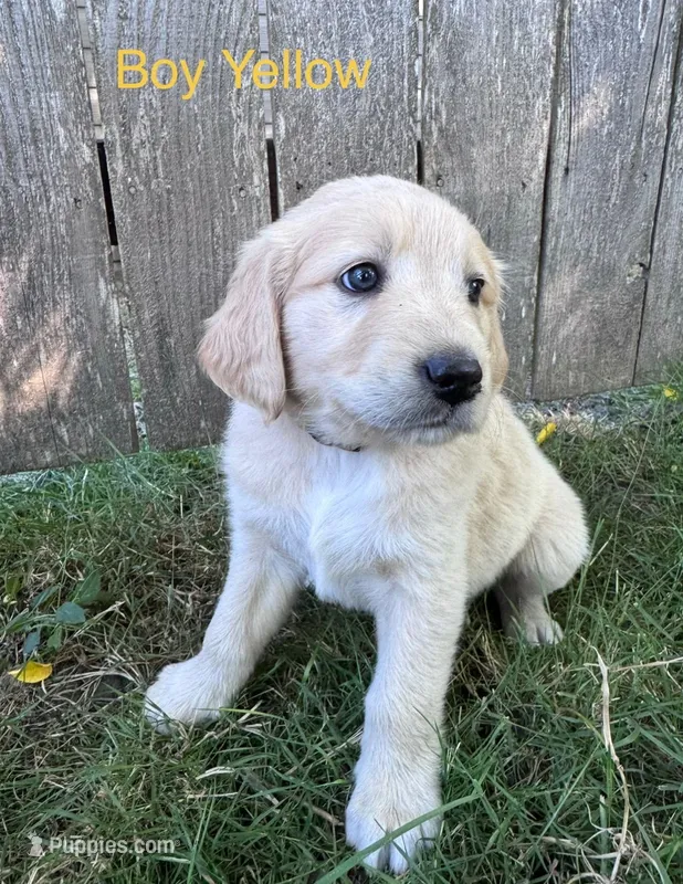 Yellow  – Golden Retriever, Labrador Retriever puppy for sale in Mcminnville, OR
