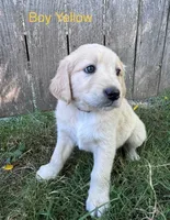 Yellow , a male Golden Retriever and Labrador Retriever for sale in Mcminnville, OR – 1 of 1