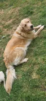 Green collar, a female Golden Retriever and Labrador Retriever for sale in Mcminnville, OR – 5 of 5
