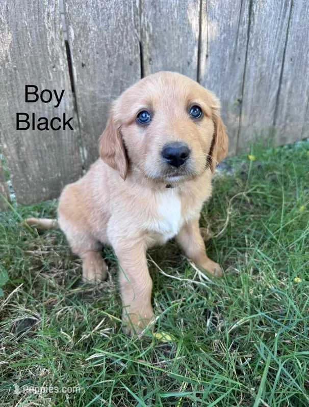 Black – Golden Retriever, Labrador Retriever puppy for sale in Mcminnville, OR