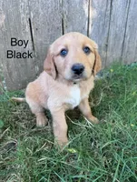 Black, a male Golden Retriever and Labrador Retriever for sale in Mcminnville, OR – 1 of 1