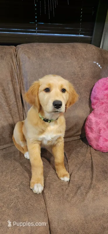 Green collar – Golden Retriever, Labrador Retriever puppy for sale in Mcminnville, OR