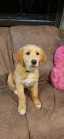 Green collar, a female Golden Retriever and Labrador Retriever for sale in Mcminnville, OR – 1 of 5