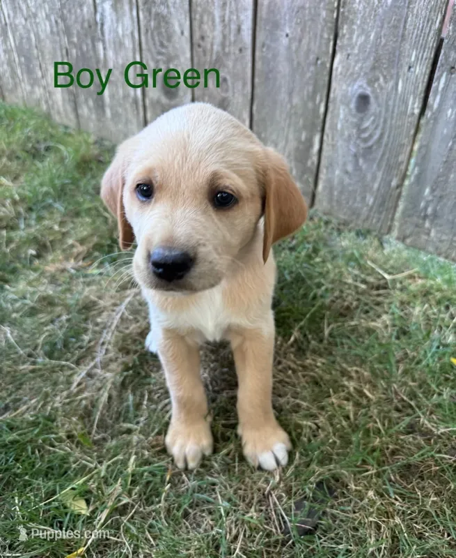 Green – Golden Retriever, Labrador Retriever puppy for sale in Mcminnville, OR