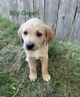 Green, a male Golden Retriever and Labrador Retriever for sale in Mcminnville, OR – 1 of 1