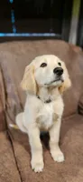 White collar, a female Golden Retriever and Labrador Retriever for sale in Mcminnville, OR – 1 of 4