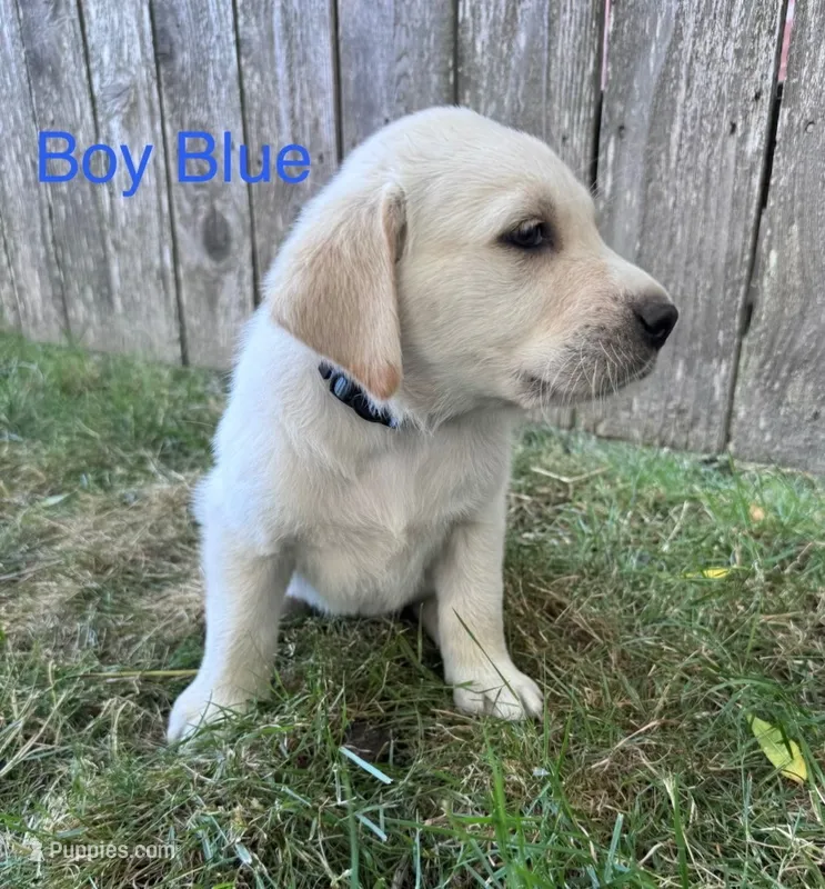 Blue – Golden Retriever, Labrador Retriever puppy for sale in Mcminnville, OR