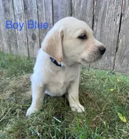 Blue, a male Golden Retriever and Labrador Retriever for sale in Mcminnville, OR – 1 of 1