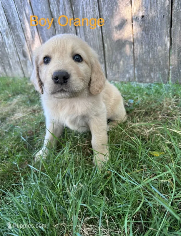 Orange – Golden Retriever, Labrador Retriever puppy for sale in Mcminnville, OR