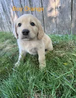 Orange, a male Golden Retriever and Labrador Retriever for sale in Mcminnville, OR – 1 of 1