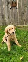 Black Collar, a male Golden Retriever and Labrador Retriever for sale in Mcminnville, OR – 2 of 3