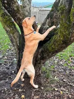 White collar, a female Golden Retriever and Labrador Retriever for sale in Mcminnville, OR – 3 of 4
