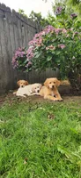 Pink collar, a female Golden Retriever and Labrador Retriever for sale in Mcminnville, OR – 3 of 5