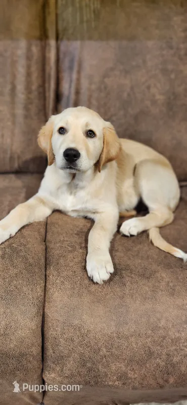 White collar – Golden Retriever, Labrador Retriever puppy for sale in Mcminnville, OR
