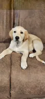 White collar, a female Golden Retriever and Labrador Retriever for sale in Mcminnville, OR – 1 of 4