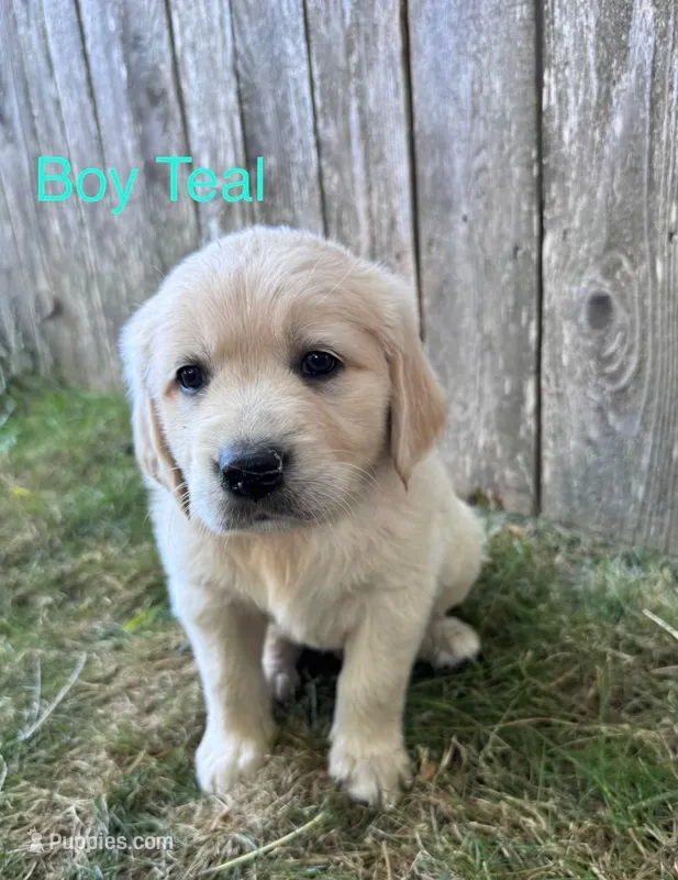 Teal – Golden Retriever, Labrador Retriever puppy for sale in Mcminnville, OR