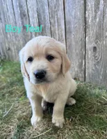 Teal, a male Golden Retriever and Labrador Retriever for sale in Mcminnville, OR – 1 of 1
