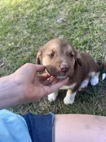 Annabelle , a female Siberian Husky for sale in Aiken, SC – 9 of 9
