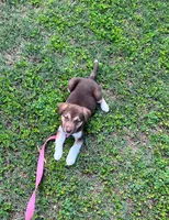 Annabelle , a female Siberian Husky for sale in Aiken, SC – 3 of 9
