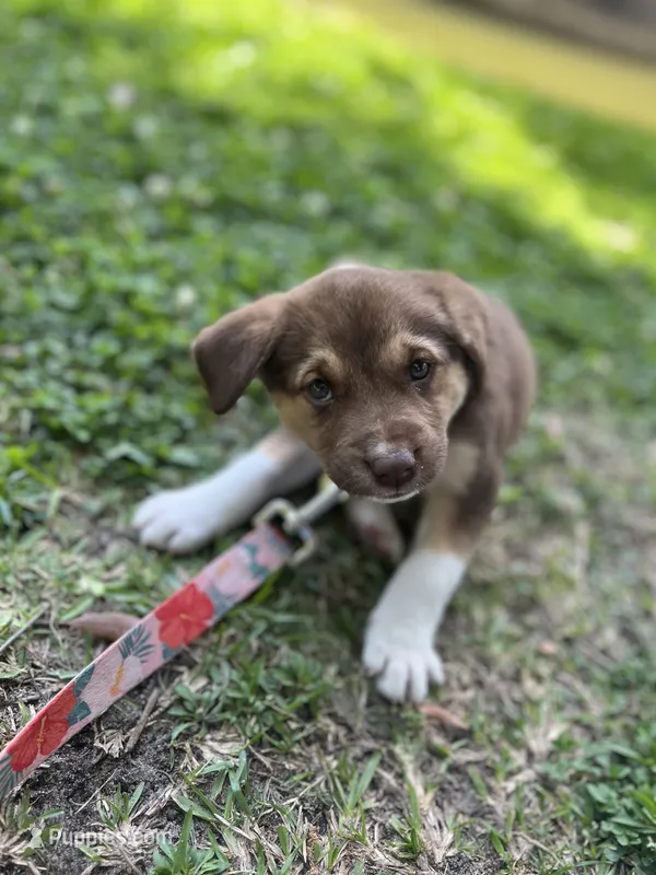 Annabelle  – Siberian Husky puppy for sale in Aiken, SC
