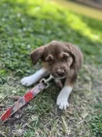 Annabelle , a female Siberian Husky for sale in Aiken, SC – 1 of 9
