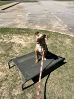 Rowan , a male Catahoula Leopard Dog for sale in Aiken, SC – 4 of 4